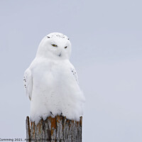 Buy canvas prints of The Ghost - Snowy Owl by Jim Cumming