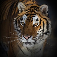 Buy canvas prints of Siberian Tiger portrait by Jim Cumming
