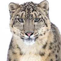 Buy canvas prints of Portrait of a Snow Leopard by Jim Cumming