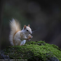 Buy canvas prints of White Squirrel with peanut by Jim Cumming