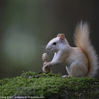 Buy canvas prints of Leucistic White Squirrel with peanut by Jim Cumming