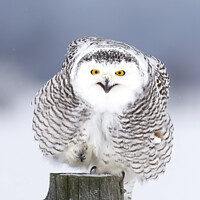 Buy canvas prints of Smiling Snowy Owl  by Jim Cumming