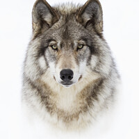 Buy canvas prints of Portrait of a Wolf by Jim Cumming