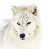 Buy canvas prints of Portrait of an Arctic Wolf by Jim Cumming