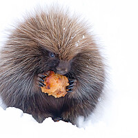 Buy canvas prints of Baby porcupine eating an apple in winter by Jim Cumming