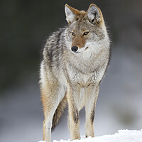 Buy canvas prints of A lone coyote standing in the winter snow in Canada by Jim Cumming