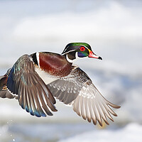 Buy canvas prints of A wood duck takes flight by Jim Cumming