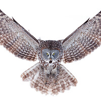 Buy canvas prints of Power Wings - Great Grey Owl by Jim Cumming