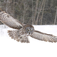Buy canvas prints of Great grey owl flying through the snowfall by Jim Cumming