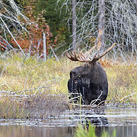 Buy canvas prints of Bull Moose in Algonquin Park, Canada by Jim Cumming