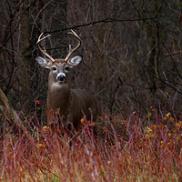 Buy canvas prints of On Alert - White-tailed Deer by Jim Cumming