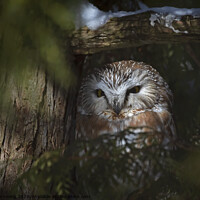 Buy canvas prints of Northern Saw-whet owl Amherst Island, Canada by Jim Cumming