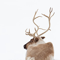Buy canvas prints of Reindeer resting in the snow by Jim Cumming