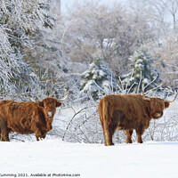 Buy canvas prints of Highland Cattle in winter by Jim Cumming