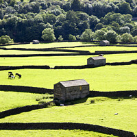 Buy canvas prints of Field Barns and Dry Stone Walls at Gunnerside by Mark Sunderland