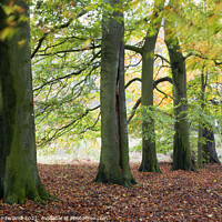 Buy canvas prints of Autumn Trees and Fallen Leaves in Jacob Smith Park by Mark Sunderland