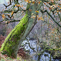 Buy canvas prints of Autumn Tree near Bolton Abbey by Mark Sunderland