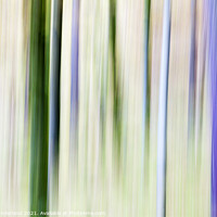 Buy canvas prints of Abstract Pine Trees in Woodland near Grange by Mark Sunderland