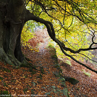 Buy canvas prints of Autumn Trees by Ullswater by Mark Sunderland