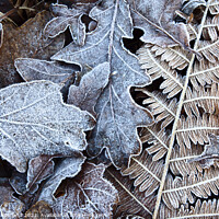 Buy canvas prints of Frosty Leaves in Old Spring Wood near Summerbridge by Mark Sunderland