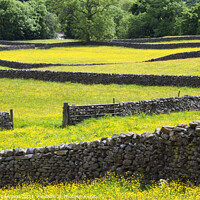 Buy canvas prints of Dry Stone Walls and Buttercup Meadows at Muker Swaledale Yorkshi by Mark Sunderland