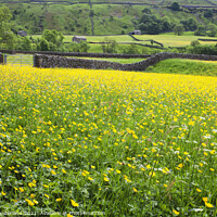 Buy canvas prints of Buttercup Meadows and Dry Stone Walls at Muker by Mark Sunderland