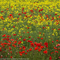 Buy canvas prints of Poppies in an Oilseed Rape Field by Mark Sunderland