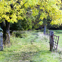 Buy canvas prints of Nidderdale Way near Wath in Autumn by Mark Sunderland