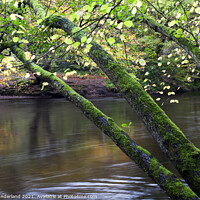 Buy canvas prints of Mossy Trees in Nidd Gorge Woods by Mark Sunderland