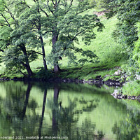 Buy canvas prints of Summer Trees by the River Wharfe near Burnsall by Mark Sunderland