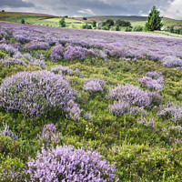 Buy canvas prints of Heather in Bloom on Nought Moor near Pateley Bridge by Mark Sunderland