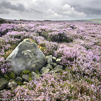 Buy canvas prints of Stone and Heather Blowing in the Wind near Pateley Bridge by Mark Sunderland