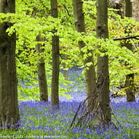 Buy canvas prints of Twigs against a Tree and Bluebells in Middleton Woods in Spring  by Mark Sunderland
