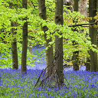 Buy canvas prints of Twigs against a Tree and Bluebells in Middleton Woods in Spring  by Mark Sunderland