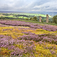 Buy canvas prints of Heather in Bloom at Yorkes Folly or Two Stoops by Mark Sunderland