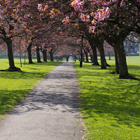 Buy canvas prints of Cherry Blossom on The Stray in Spring Harrogate by Mark Sunderland