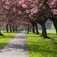 Buy canvas prints of Cherry Blossom on The Stray in Spring Harrogate by Mark Sunderland