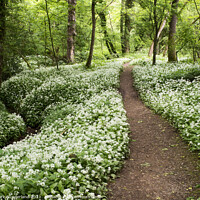 Buy canvas prints of Wild Garlic Flowers in Mackintosh Park in Spring Knaresborough by Mark Sunderland