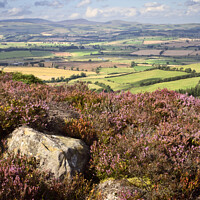 Buy canvas prints of Heather Moorland in the Simonside Hills with Coquetdale and The Cheviots by Mark Sunderland