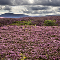 Buy canvas prints of Dark Skies over Heather moorland in The Cheviots by Mark Sunderland