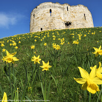 Buy canvas prints of Cliffords Tower in Spring by Mark Sunderland