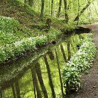 Buy canvas prints of Skipton Woods in Spring by Mark Sunderland