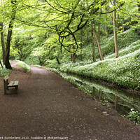 Buy canvas prints of Skipton Woods in Spring by Mark Sunderland