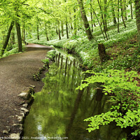 Buy canvas prints of Skipton Woods in Spring by Mark Sunderland