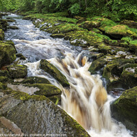 Buy canvas prints of The Strid on the River Wharfe near Bolton Abbey by Mark Sunderland