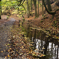 Buy canvas prints of Skipton Castle Woods in Autumn by Mark Sunderland