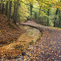 Buy canvas prints of Skipton Castle Woods in Autumn by Mark Sunderland