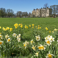 Buy canvas prints of Daffodils on The Stray Harrogate by Mark Sunderland