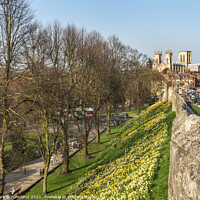 Buy canvas prints of York City Wall and Minster in Spring by Mark Sunderland