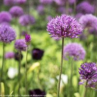 Buy canvas prints of Alliums in The Peace Gardens in Sheffield by Mark Sunderland